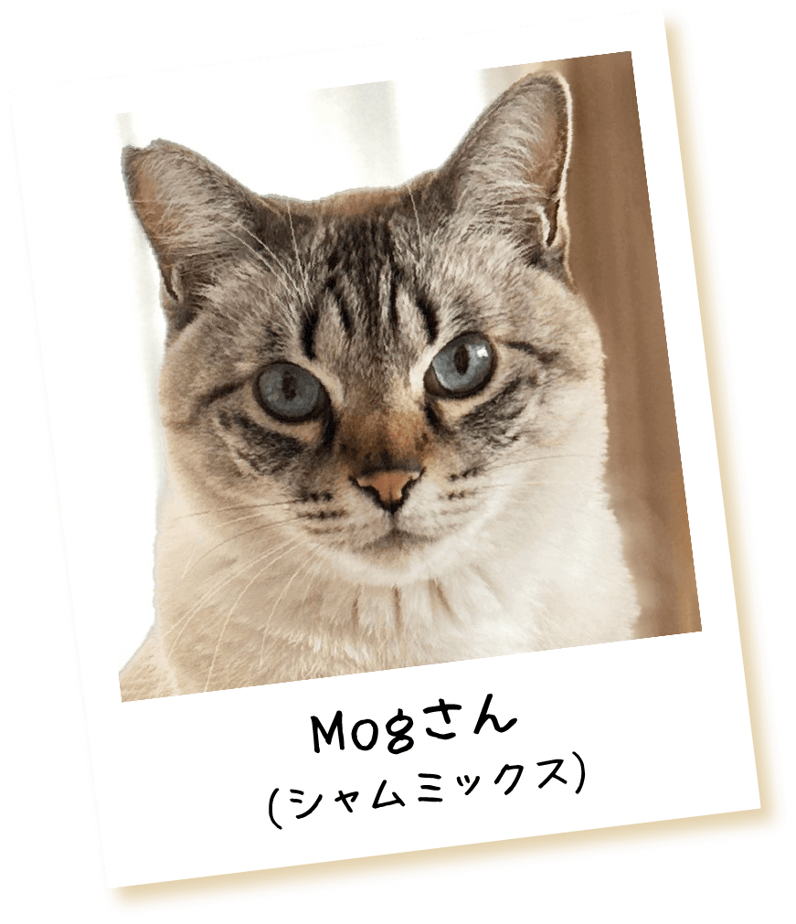 商品画像：sakuraneko | 明日はP2西長住に参加のこうめさん✨ 会いに来て 4